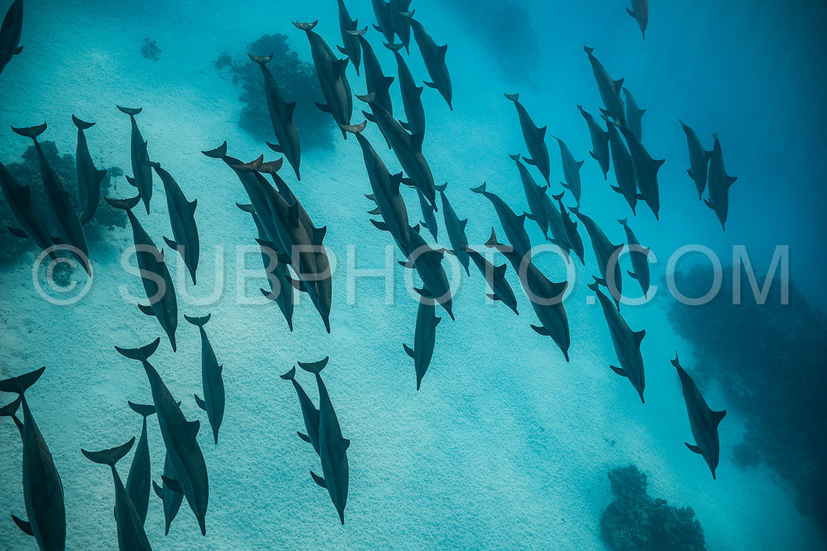 pod of Spinner dolphins (Stenella longirorstris) swimming over sand in Sataya reef- Egypt- Red Sea