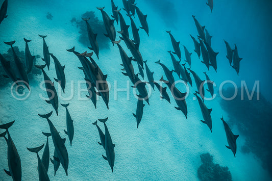 pod of Spinner dolphins (Stenella longirorstris) swimming over sand in Sataya reef- Egypt- Red Sea