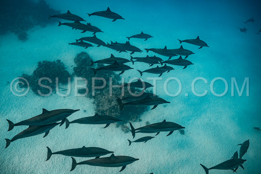pod of Spinner dolphins (Stenella longirorstris) swimming over sand in Sataya reef- Egypt- Red Sea
