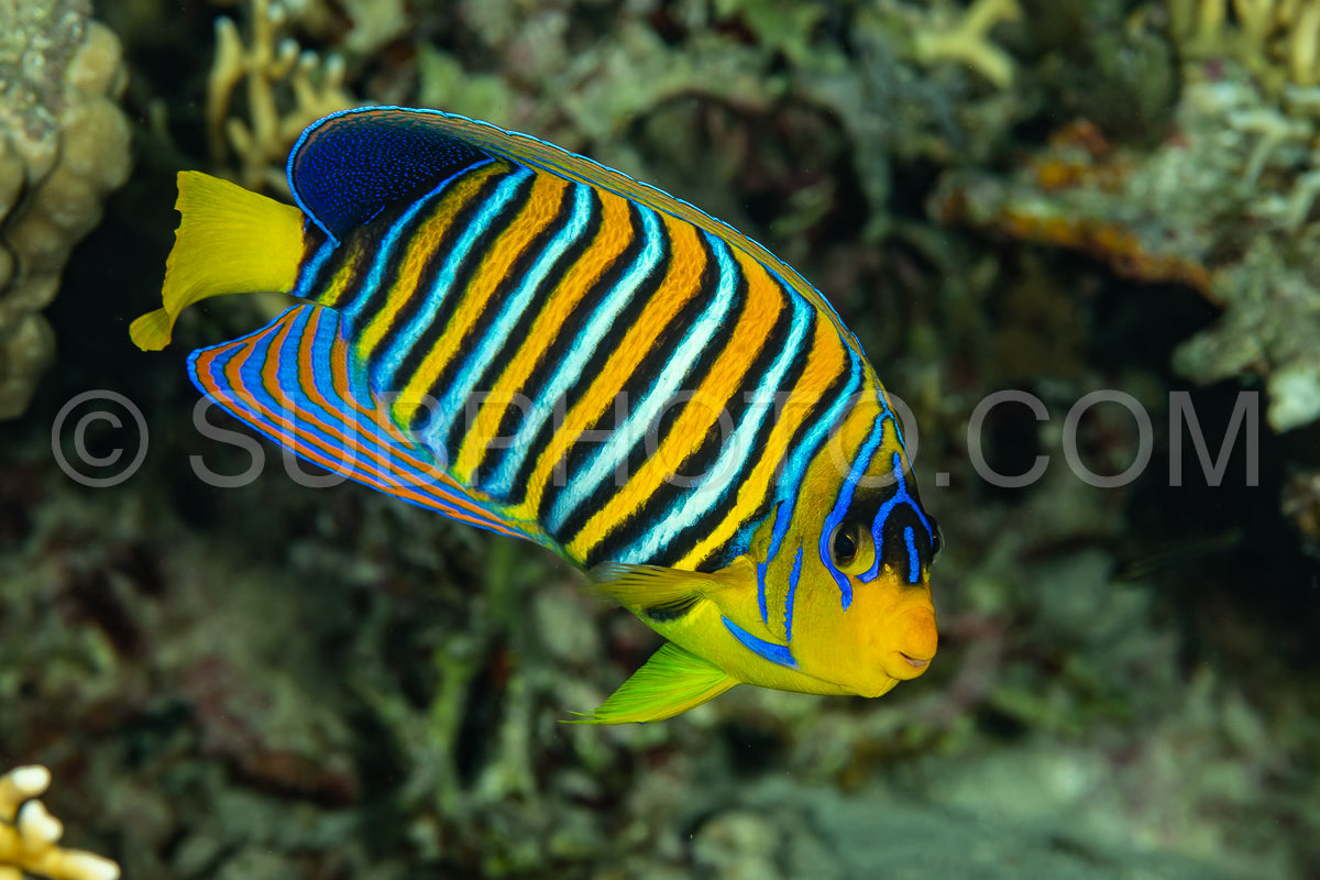 Photo de Poisson-ange royal