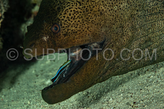 Bluestreak cleaner wrasse cleaning a giant moray