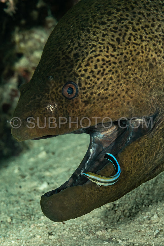 Bluestreak cleaner wrasse cleaning a giant moray