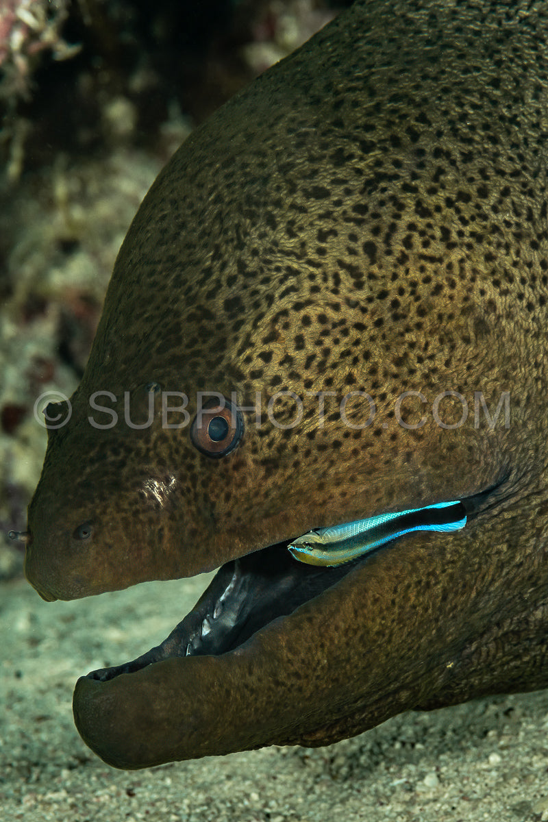 Bluestreak cleaner wrasse cleaning a giant moray