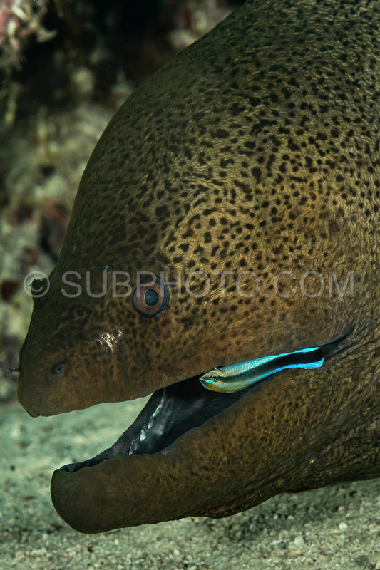 Bluestreak cleaner wrasse cleaning a giant moray