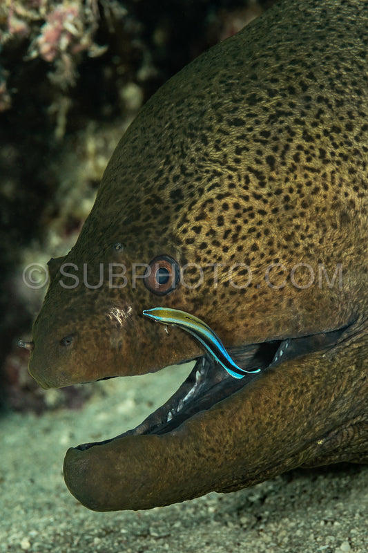 Bluestreak cleaner wrasse cleaning a giant moray