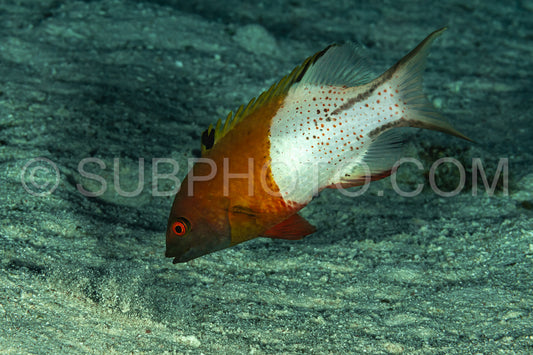 Lyretail hogfish