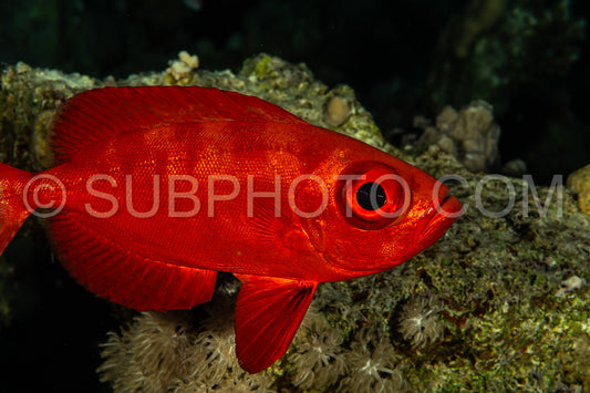 Red lunar-tailed bigeye or goggle eye fish in the Red Sea
