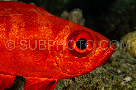 Red lunar-tailed bigeye or goggle eye fish in the Red Sea