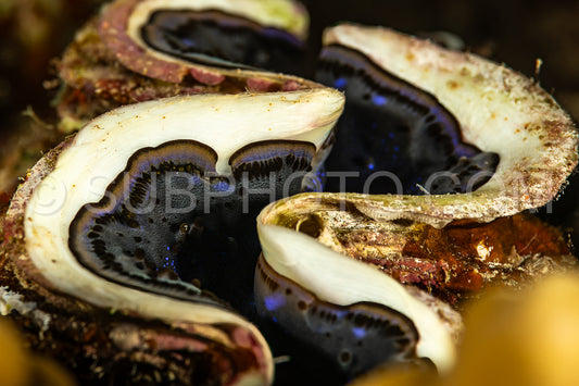maxima clam