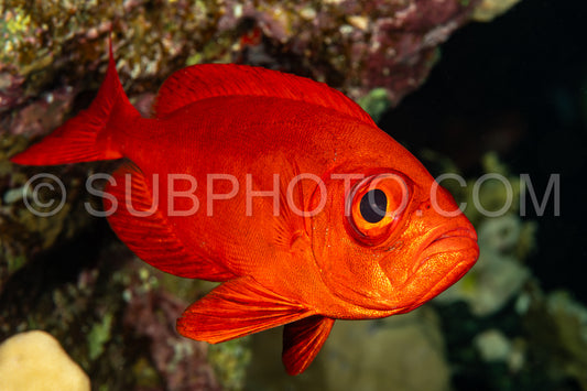 Red lunar-tailed bigeye or goggle eye fish in the Red Sea