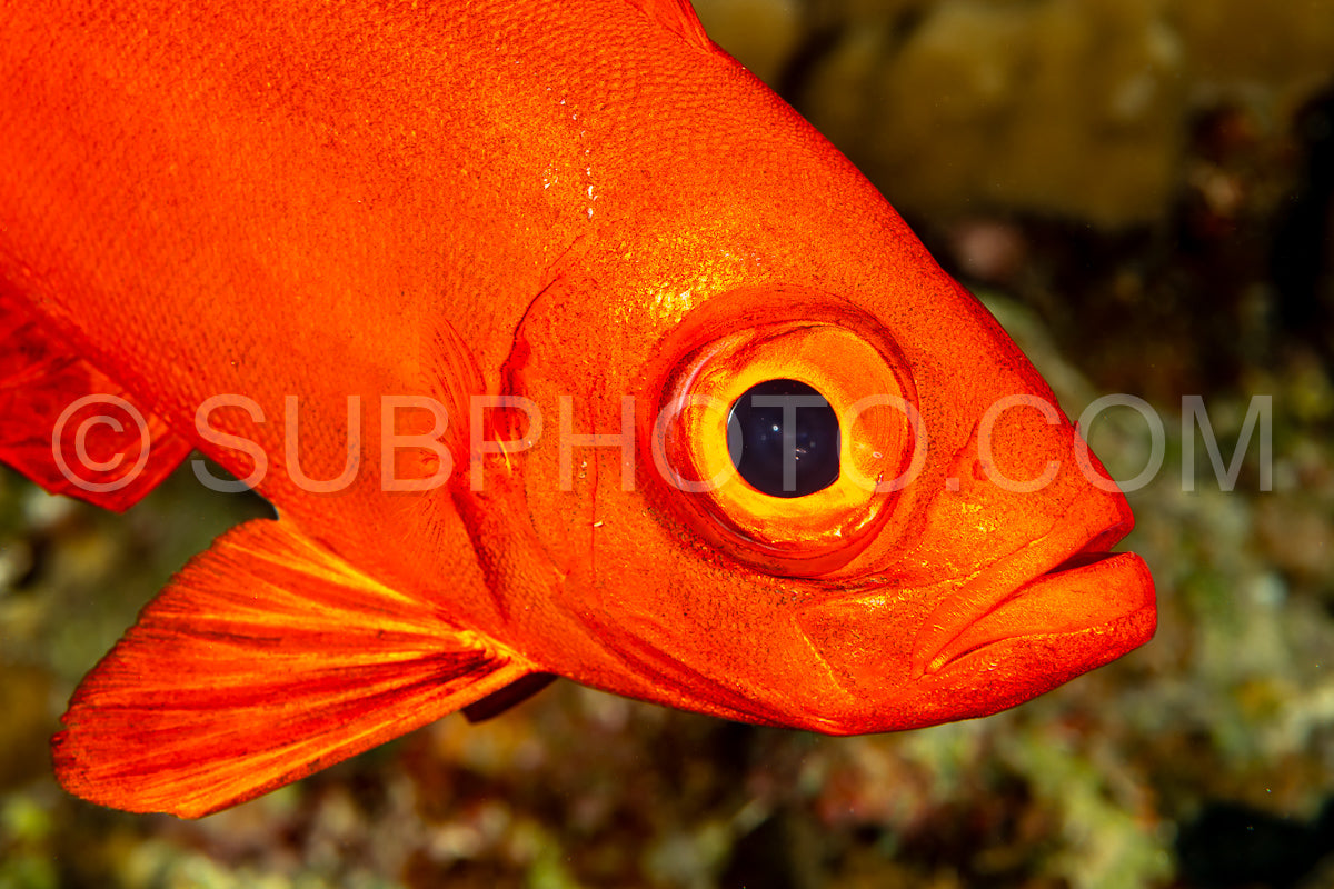 Red lunar-tailed bigeye or goggle eye fish in the Red Sea
