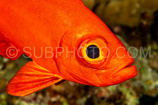 Red lunar-tailed bigeye or goggle eye fish in the Red Sea