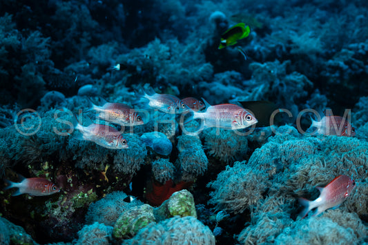 silverspot squirrelfish or whitetail squirrelfish