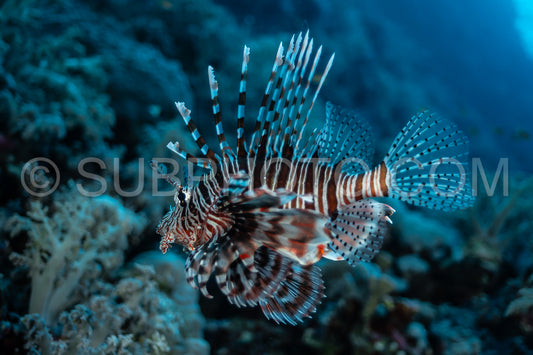 Red lionfish