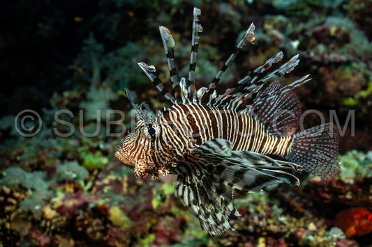 Red lionfish