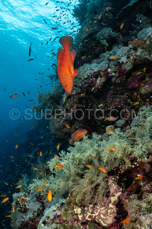 Coral grouper patroling its territory in the Red Sea