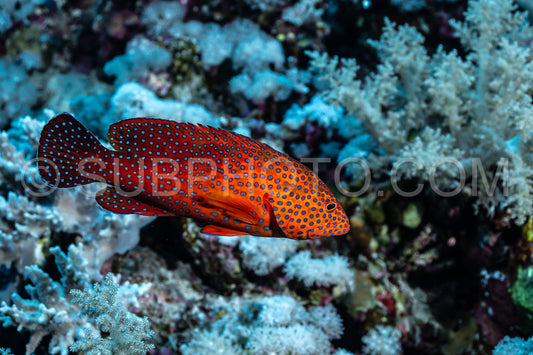 Coral grouper patroling its territory in the Red Sea