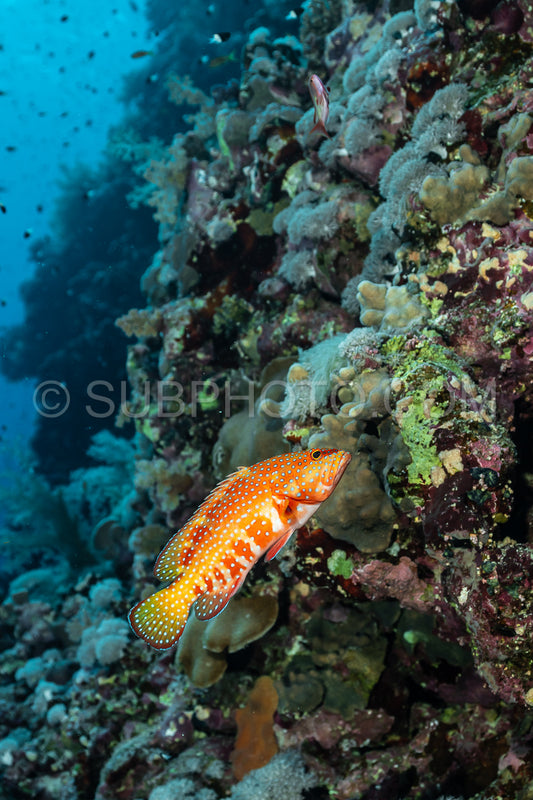 Coral grouper patroling its territory in the Red Sea