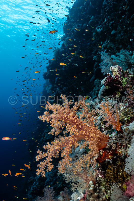 Photo de corail mou dans la mer Rouge