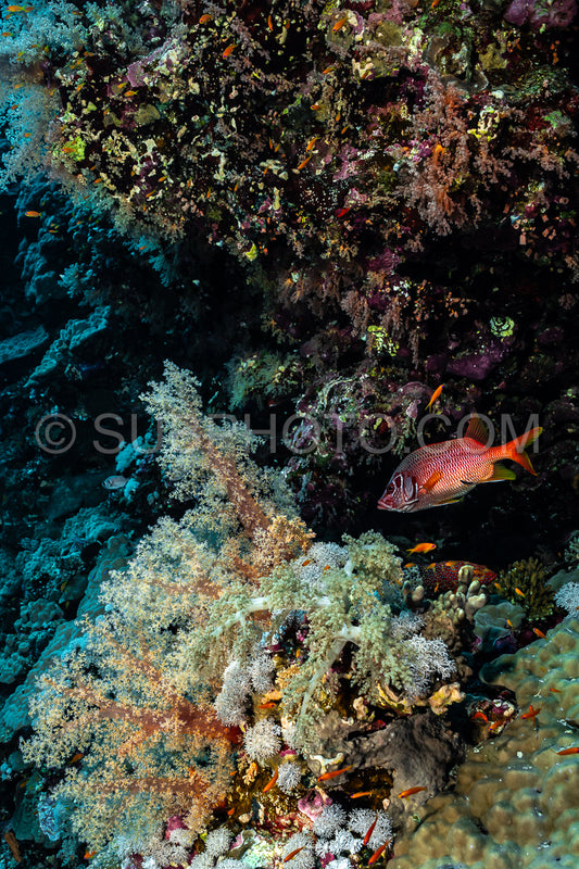 sabre squirrelfish or giant squirrelfish or spiny squirrelfish