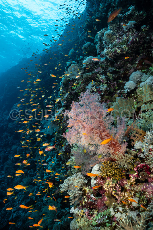 Photo de corail mou dans la mer Rouge