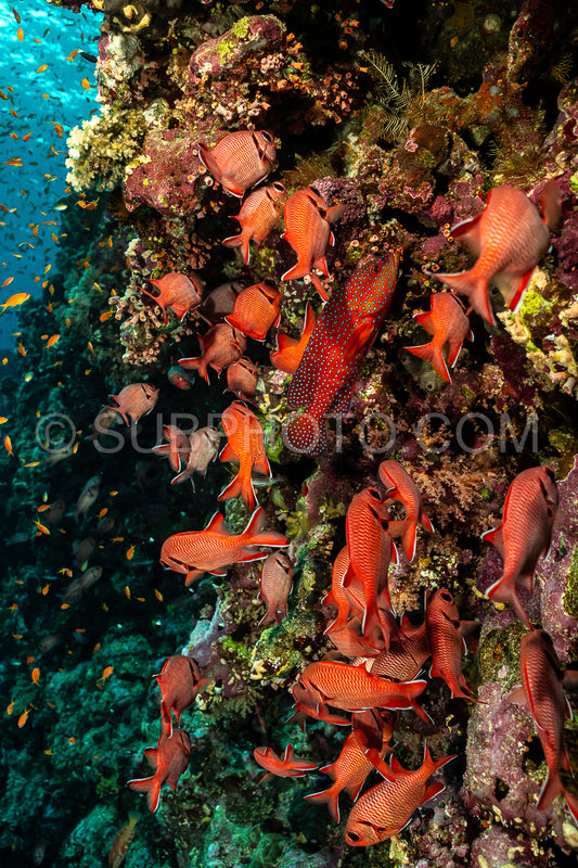 Photo de banc de poissons-soldats pourpres