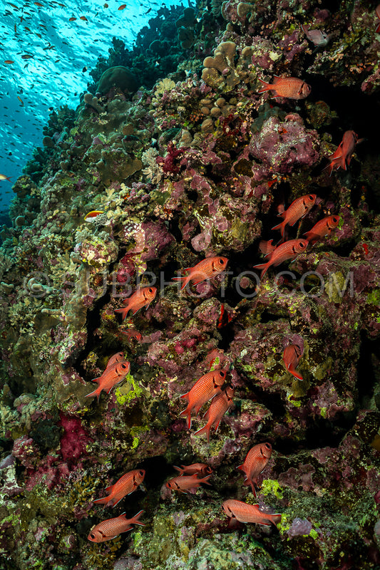 Photo de banc de poissons-soldats pourpres