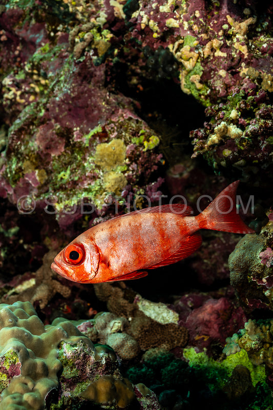 Red lunar-tailed bigeye or goggle eye fish in the Red Sea