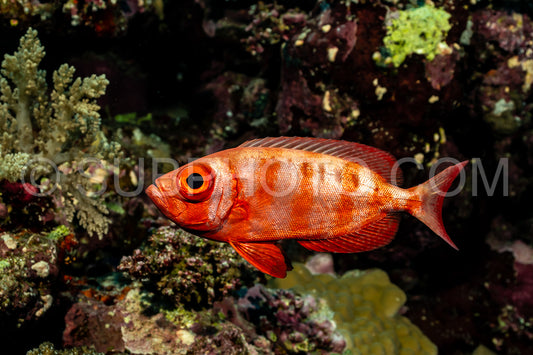 Red lunar-tailed bigeye or goggle eye fish in the Red Sea