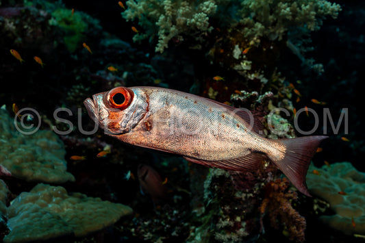 Red lunar-tailed bigeye or goggle eye fish in the Red Sea
