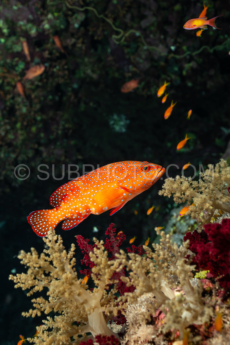 Coral grouper patroling its territory in the Red Sea