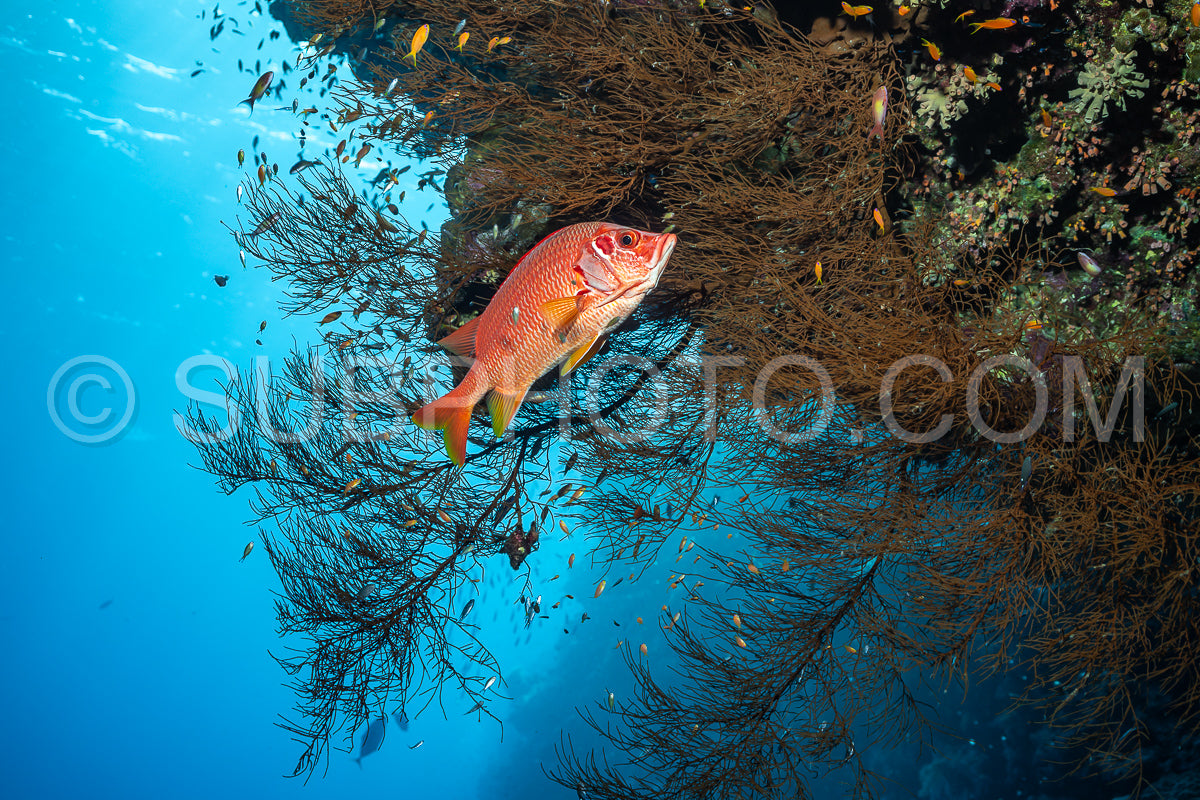 sabre squirrelfish or giant squirrelfish or spiny squirrelfish