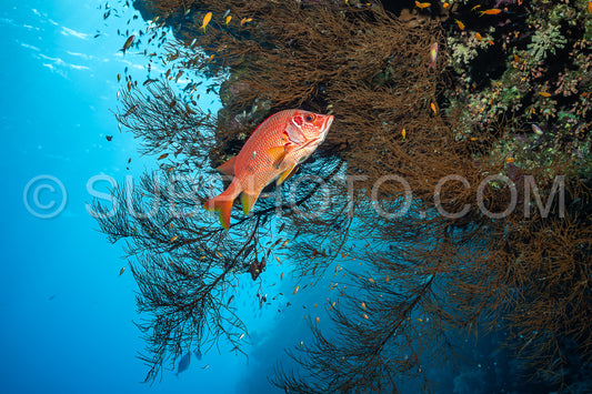sabre squirrelfish or giant squirrelfish or spiny squirrelfish