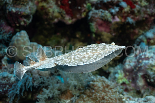 Leopard torpedo in the Red Sea