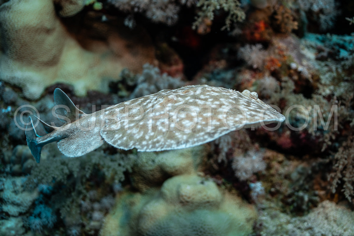 Leopard torpedo in the Red Sea