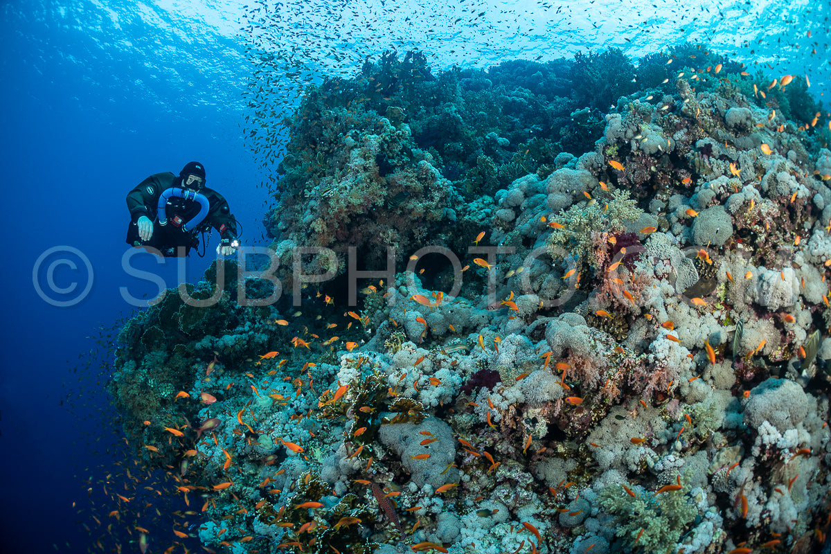 Tek diver with a rebreather visiting Numibia wreck on Big Brother island Red Sea Egypt