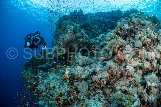 Tek diver with a rebreather visiting Numibia wreck on Big Brother island Red Sea Egypt