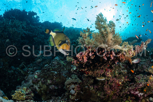 Photo de baliste titan