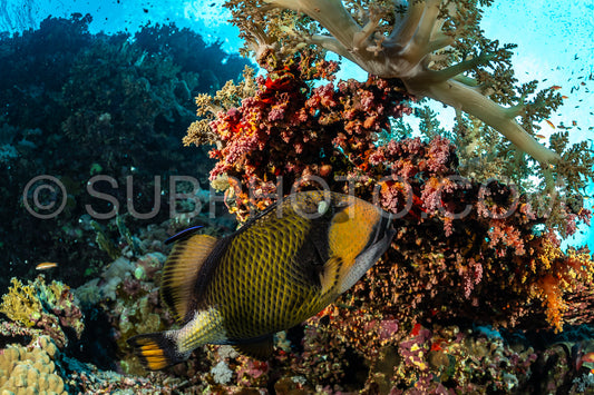 Photo de baliste titan