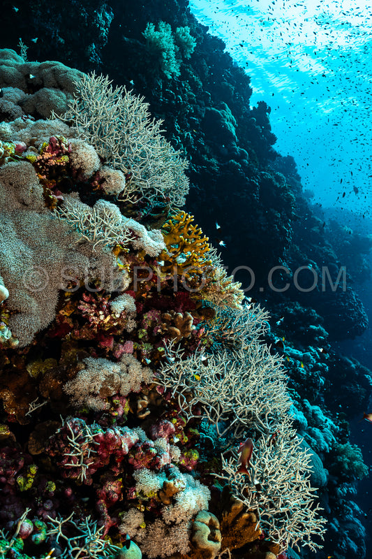 Coral wall in the Red Sea