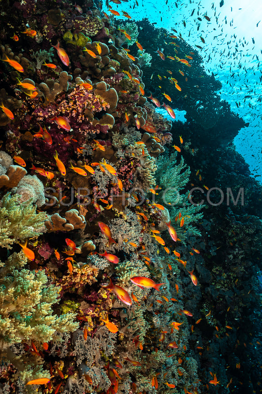 Photo de Banc d'anthias lyretail orphie de mer ou basset orange