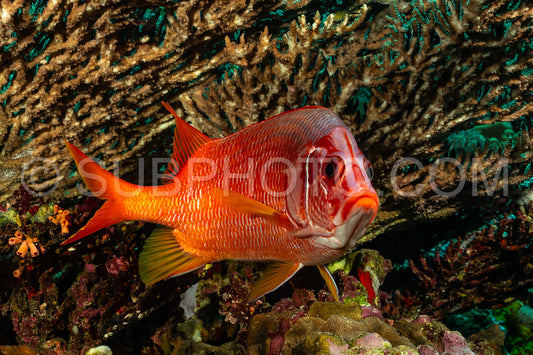 sabre squirrelfish or giant squirrelfish or spiny squirrelfish