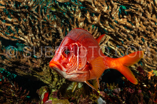 sabre squirrelfish or giant squirrelfish or spiny squirrelfish