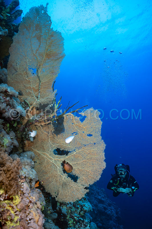 Diver with Hickson gorgonia in the Red Sea
