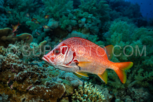 sabre squirrelfish or giant squirrelfish or spiny squirrelfish