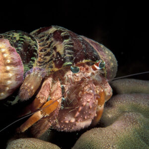 Anemone hermit crab in its shell resting on coral at night, Visayas, Philippines