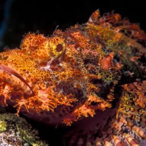 Poisson-scorpion à houppes camouflé sur le corail, gros plan de la tête frangée, Visayas, Philippines