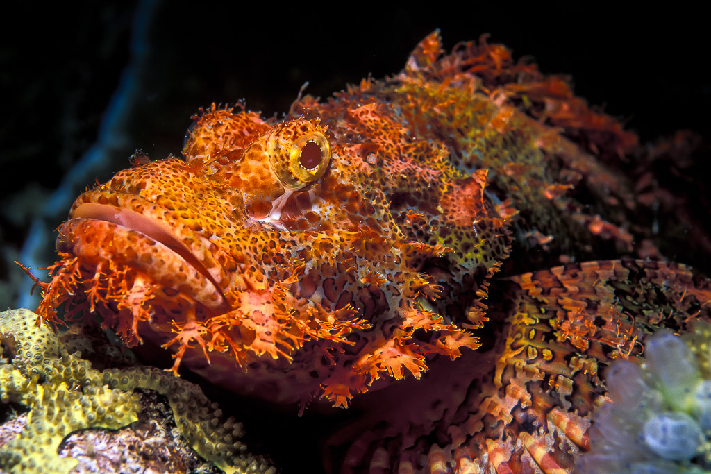 Poisson-scorpion à houppes camouflé sur le corail, gros plan de la tête frangée, Visayas, Philippines