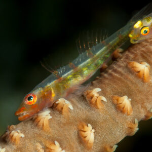 Gobie de corail fouet translucide posé sur un corail fouet aux polypes visibles, Visayas, Philippines