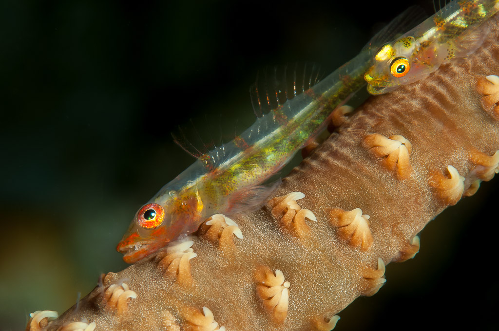 Gobie de corail fouet translucide posé sur un corail fouet aux polypes visibles, Visayas, Philippines
